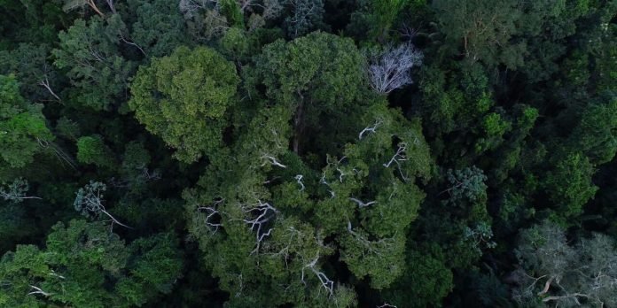 Comissão da Câmara amplia uso sustentável de florestas públicas