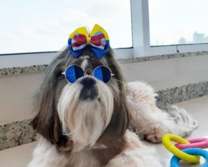 Férias de fim de ano. Viajar com animais de estimação requer cuidados especiais