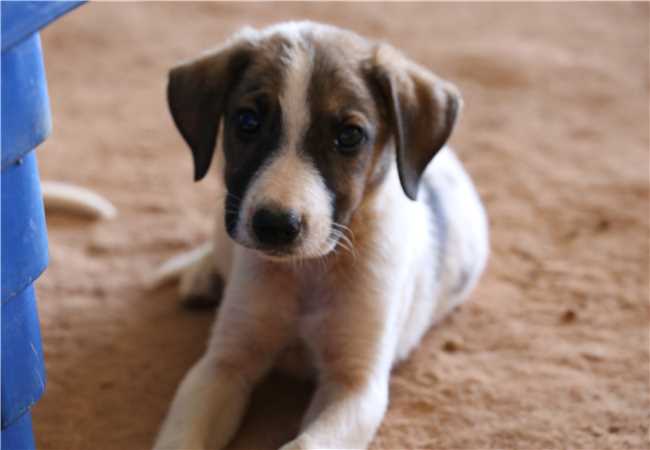 Zoonoses disponibiliza 50 animais entre cães e gatos para doação em Itapemirim