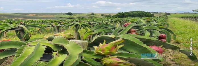 Marataízes | Prefeitura incentiva a diversificação da agricultura no município