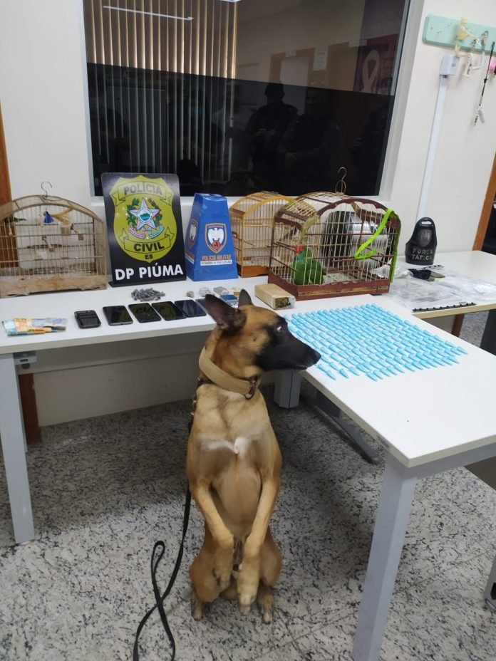 Polícia Civil prende três suspeitos e apreende drogas e pássaros durante operação conjunta em Piúma