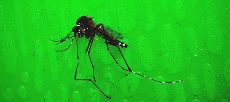 Combate ao Aedes aegypti precisa ser mantido mesmo nos dias de Inverno