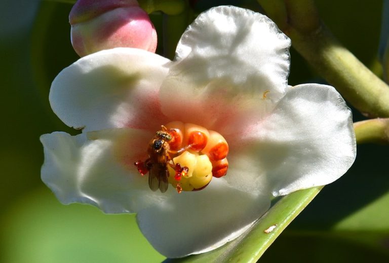 Iema prorroga prazo da consulta pública para instrução normativa de criação de abelhas sem ferrão