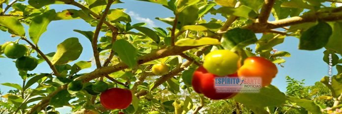Prefeitura de Presidente Kennedy/ES distribui mudas frutíferas do Projeto Pomar Urbano e Rural