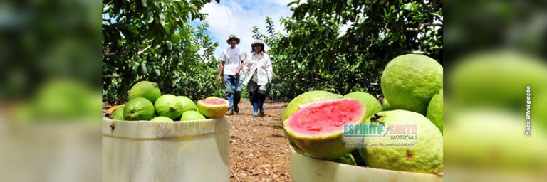 KENNEDY: Programa de Fruticultura abre cadastramento para a 2ª etapa