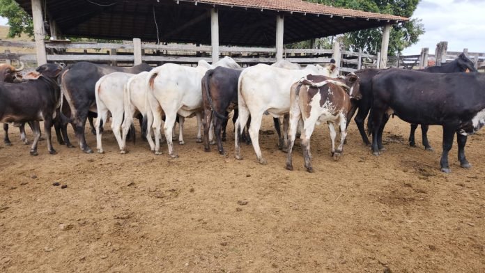 Polícia Civil recupera cabeças de gado e prende gerente de fazenda em Mucurici