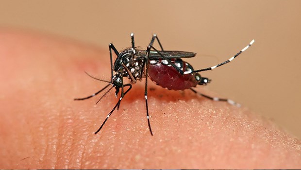 Municípios da região Metropolitana de Saúde podem ampliar vacina da dengue para até 14 anos