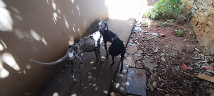 Operação conjunta prende mulher por maus-tratos a animais em Cachoeiro de Itapemirim