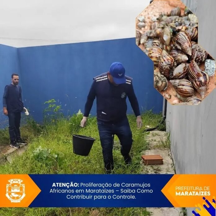ATENÇÃO: Proliferação de Caramujos Africanos em Marataízes – Saiba Como Contribuir para o Controle.