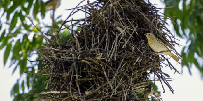 Rio: câmeras vão possibilitar um levantamento mais detalhado da fauna