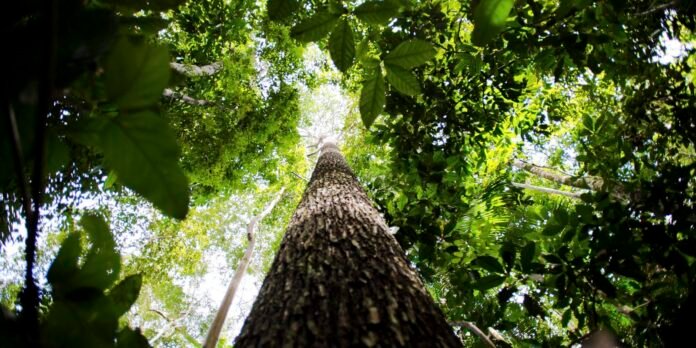 Potencial de estados com crédito de carbono na Amazônia passa de 10 bi