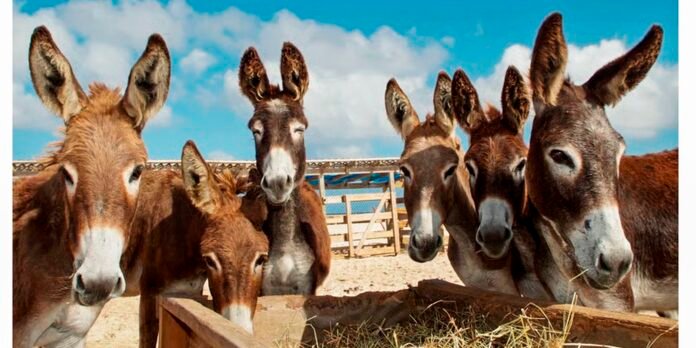 Demanda da China por gelatina medicinal coloca jumento em risco de extinção