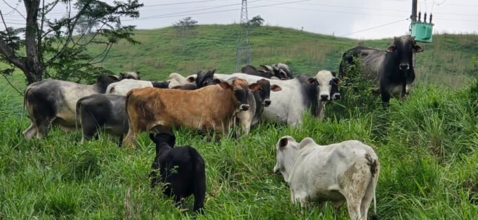 Polícia Civil recupera 19 cabeças de gado furtadas em Alegre no interior do Espírito Santo