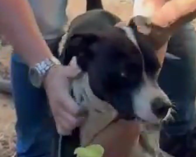 Cão em situação de abandono é resgatado em Vila Velha após denúncias
