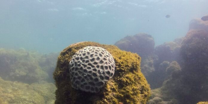 Unesco reconhece projeto brasileiro que busca preservar corais em PE