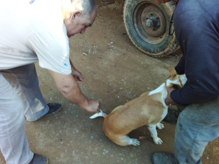 Notícia Emboacica, São Mateus e Circuito dos Imigrantes recebem campanha contra a raiva - Prefeitura Municipal de Anchieta