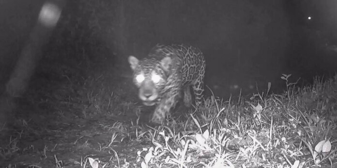 Após 50 anos, onça-pintada é registrada nas matas de Valença, no Rio