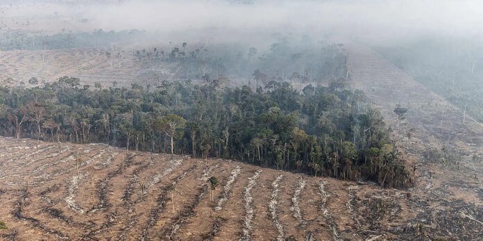 Apenas 7% de ações judiciais de grilagem na Amazônia têm condenação
