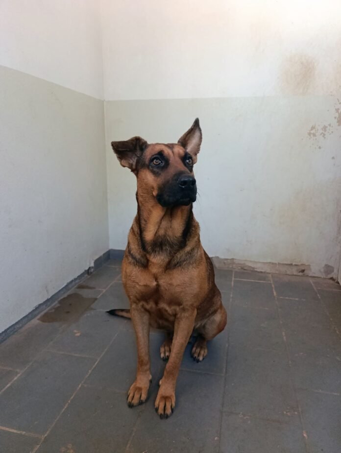 PCES resgata cão vítima de maus-tratos e prende homem por falsa identidade em Afonso Cláudio