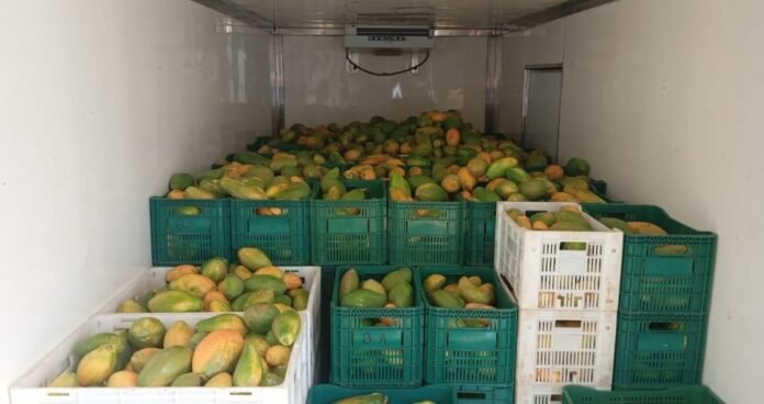 Cachoeiro reforça parceria com o Mesa Brasil Sesc e recebe doação de 200 caixas de mamão - Prefeitura de Cachoeiro de Itapemirim