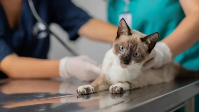 Prefeitura de Cachoeiro abre inscrições para campanha de castração de Cachoeiro abre inscrições para campanha gratuita de castração de cães e gatos - Prefeitura de Cachoeiro de Itapemirim