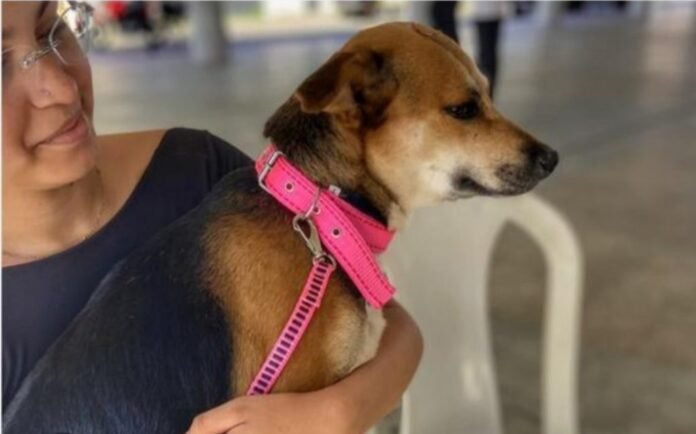 Cachoeiro abre Cadastro Permanente para protetores independentes de animais e recebe a Carreta PetVida - Prefeitura de Cachoeiro de Itapemirim