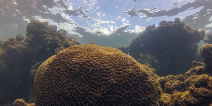 El Niño afeta ecossistema marinho no Oceano Atlântico, diz estudo