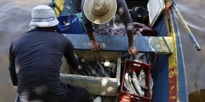 Pesquisadores encontram mercúrio em peixes da Baía de Guanabara