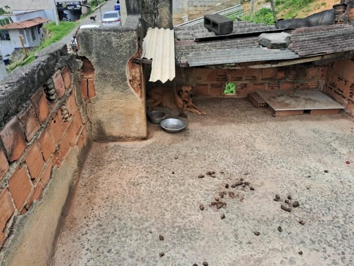 PCES resgata cão em situação de maus-tratos e prende tutora em Viana