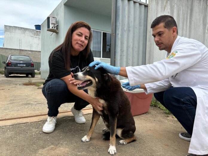 Marataízes realiza terceira etapa da vacinação contra cinomose