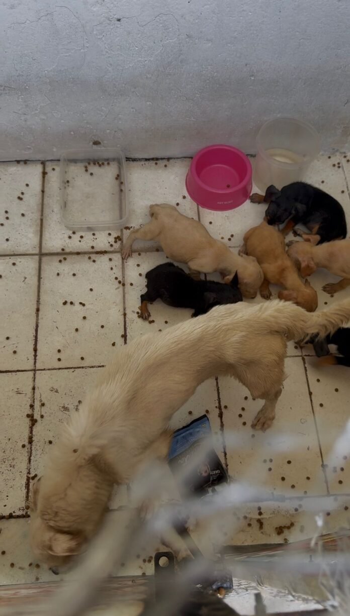 PCES e Guarda Municipal de Vila Velha prendem mulher em flagrante por maus-tratos a cães