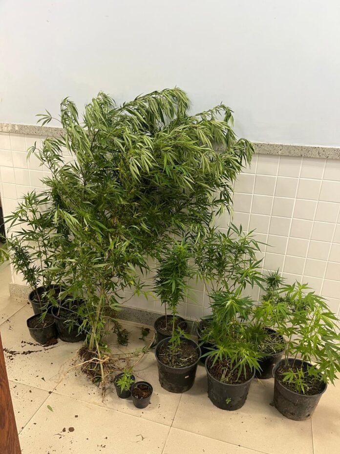 Operação da Polícia Civil apreende 18 pés de maconha e prende suspeito em Divino de São Lourenço