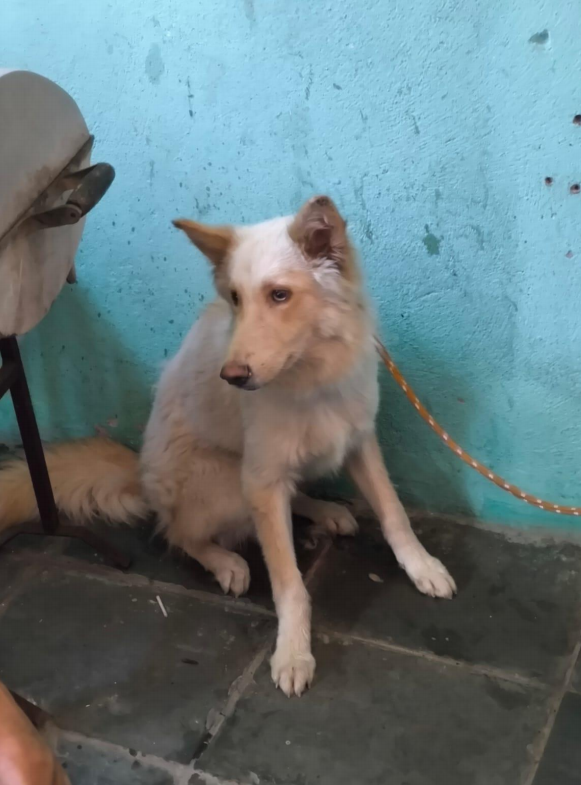 PCES e Gerência de Bem-Estar Animal de Vitória prendem suspeito de maus-tratos a animal após denúncia anônima