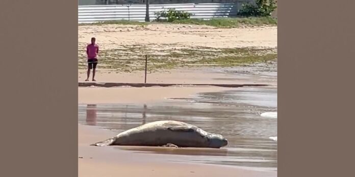Após dias desaparecido, elefante-marinho é encontrado morto em Alagoas