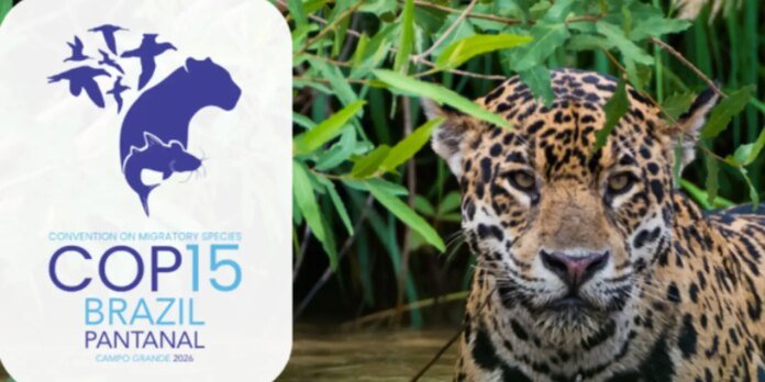 Queda na conservação de espécies migratórias pautará encontro da ONU