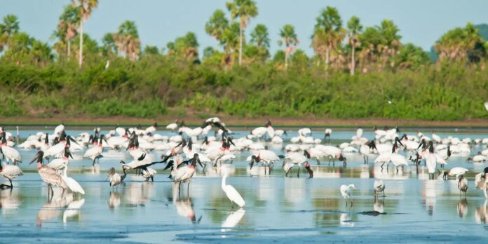 Conheça novas áreas de proteção ambiental no Cerrado e no Pantanal