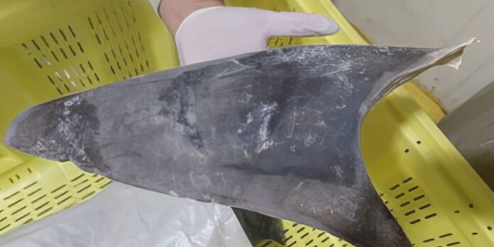 Exportação de barbatana do tubarão-azul é proibida no Brasil