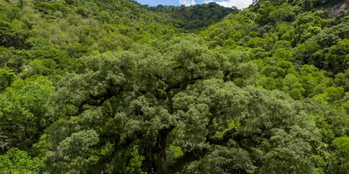 Seleção TV Brasil: conheça os 12 contemplados na linha sobre natureza