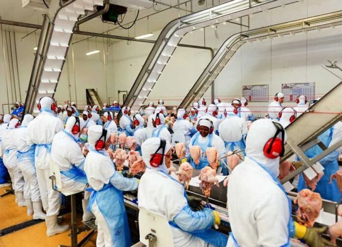 Empresa do setor aviário faz seleção de empregados em Marataízes 