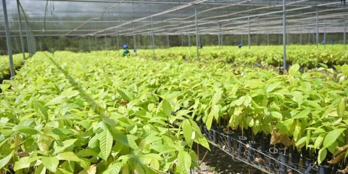 Bioeconomia em áreas degradadas cria produção sustentável no Pará