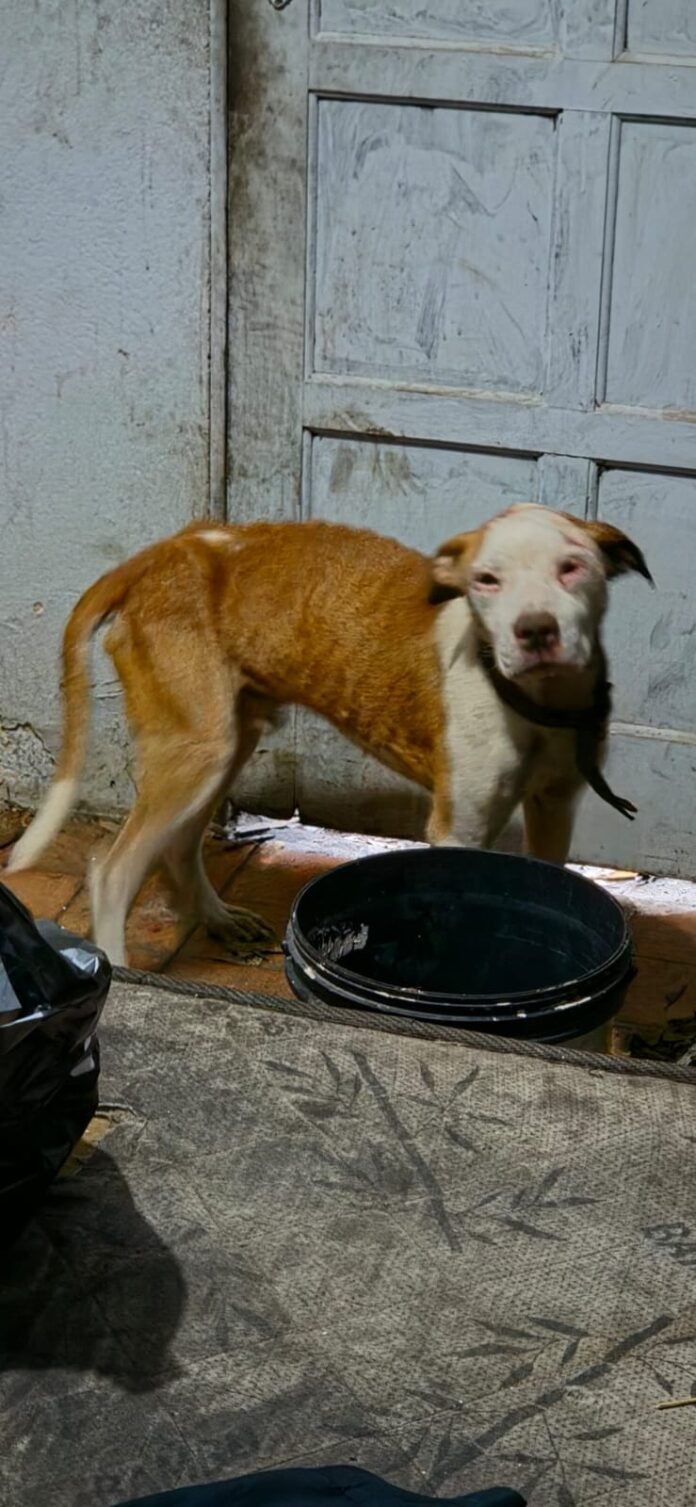 Ação conjunta resgata quatro cães em situação de maus-tratos em Vila Velha