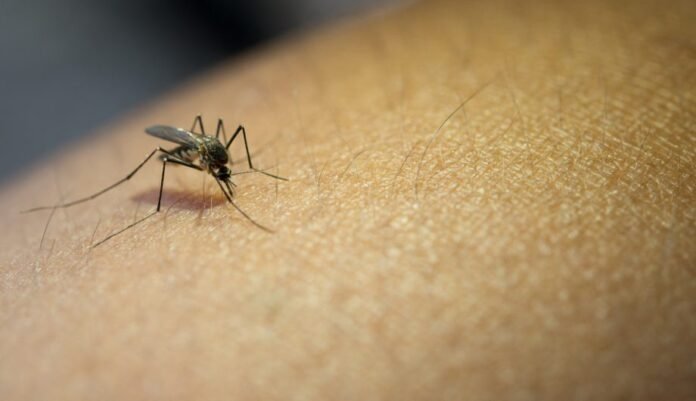 Saúde amplia coleta de RT-PCR para diagnóstico de dengue em Cachoeiro - Prefeitura de Cachoeiro de Itapemirim