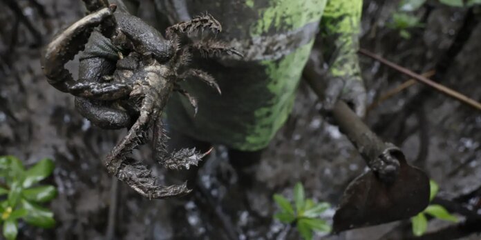 Pesquisadores identificam presença de mercúrio e chumbo em caranguejos
