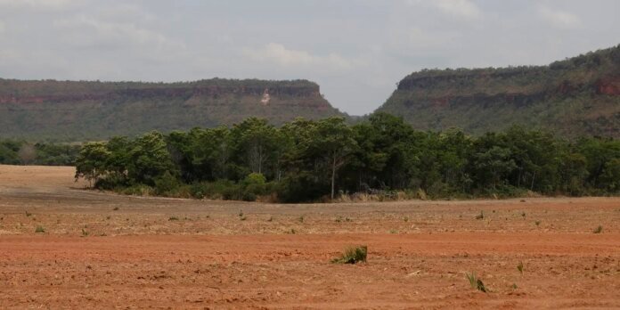 Fragmentos de vegetação nativa cresceram no país 163% em 38 anos