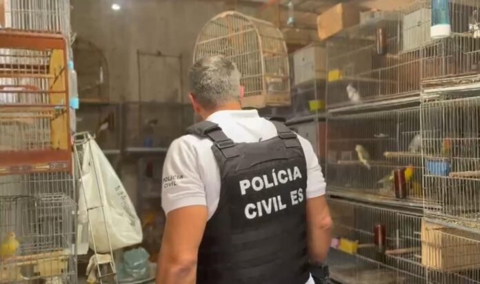 Polícia Civil fecha criadouro clandestino de aves e combate maus-tratos na Serra