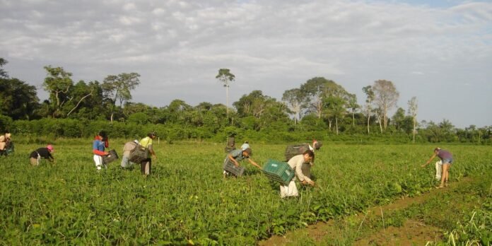 Prêmio para produção acadêmica destaca agricultura familiar