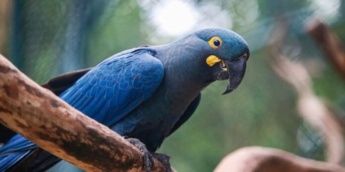 Lista de fauna ameaçada tem 180 animais incluídos e 150 retirados