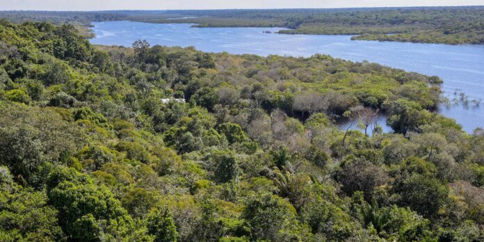 Fundo Amazônia quadruplica ritmo anual de aprovações desde 2023