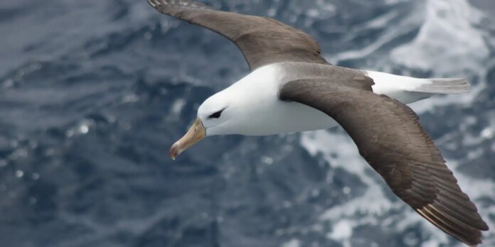 Reduzir morte de albatrozes implica mudanças na pesca em alto-mar