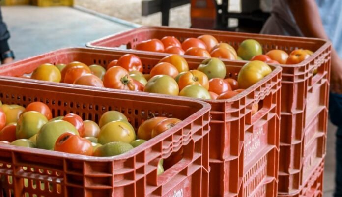 Conselho de Segurança Alimentar abre inscrições para eleição de representantes da sociedade civil - Prefeitura de Cachoeiro de Itapemirim